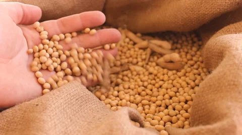 Sack of soybeans, soy bean in hand 2 Stock Footage