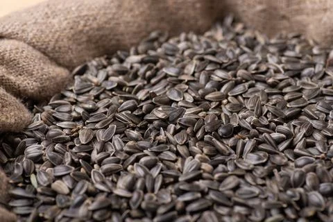 Sack of sunflower grain Stock Photos