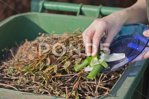 Sacking Of Organic Waste Into A Green Bins