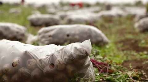 Sacks Of Beets On Field Stock Footage 22278584