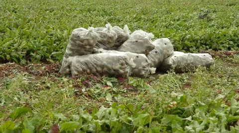 Sacks Full Of Beet Stock-Footage 22279146