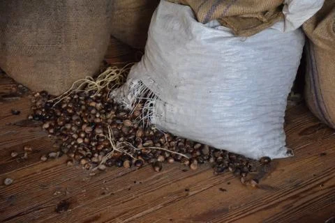 Sacks of Nutmeg in a warehouse Stock Photos