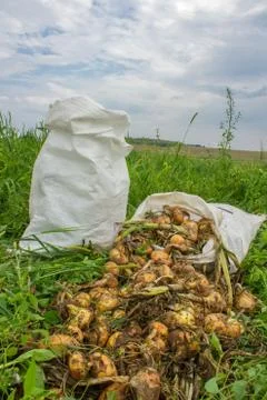 Sacks of onions Stock Photos