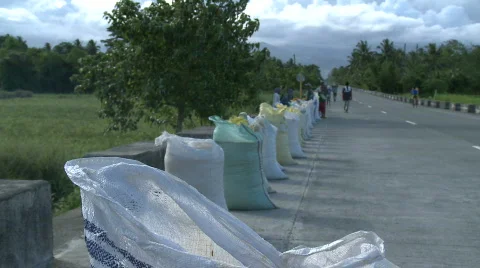 Sacks of Rice on road for drying Video stock 474779