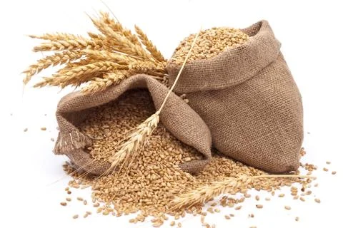 Sacks of wheat grains Stock Photos