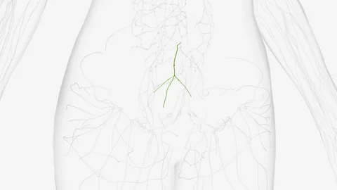 The sacral lymph nodes are placed in the concavity of the sacrum Stock Footage 271033078