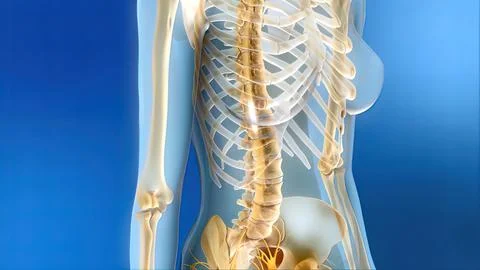 Sacral nerve stimulation, also known as sacral neuromodulation, Stock Illustration