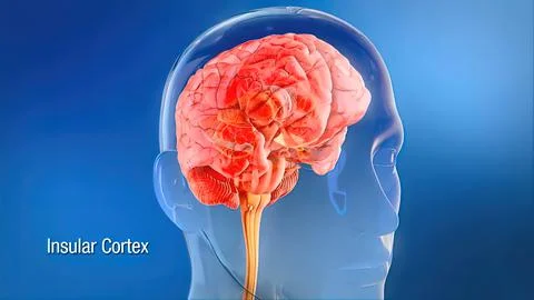 Sacral nerve stimulation, also known as sacral neuromodulation, Stock Illustration