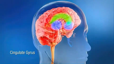 Sacral nerve stimulation, also known as sacral neuromodulation, Stock Illustration