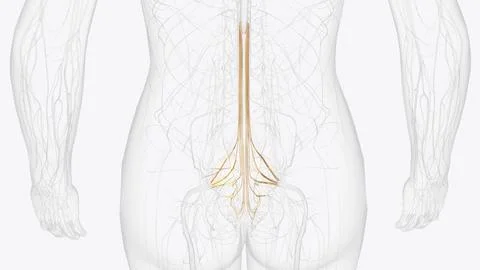 The sacral plexus is a network of nerve fibres that supplies the skin and m.. Stock Illustration