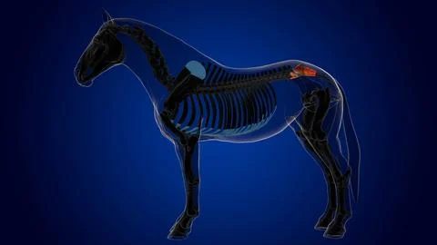 Sacral vertebrae bone horse skeleton anatomy for medical concept 3D Illustr.. Stock Illustration