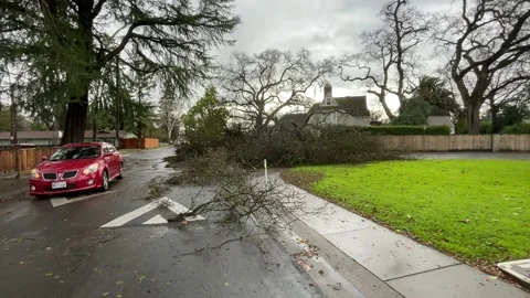 Sacramento Tree Fallen in Strom Damage Stock Footage 147404376