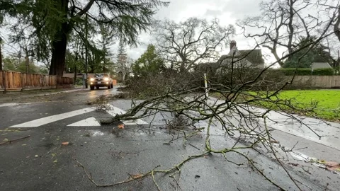 Sacramento Tree Fallen in Strom Damage Video stock 147404379