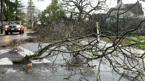 Sacramento Tree Fallen in Strom Damage Stock Footage 147404381