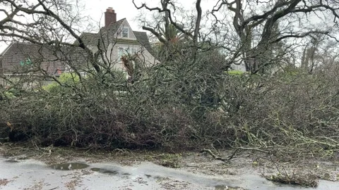 Sacramento Tree Fallen in Strom Damage Stock Footage