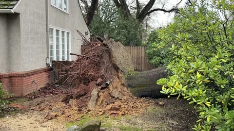 Sacramento Tree Fallen in Strom Damage Video stock 147404410