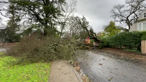 Sacramento Tree Fallen in Strom Damage Stock Footage 147404454
