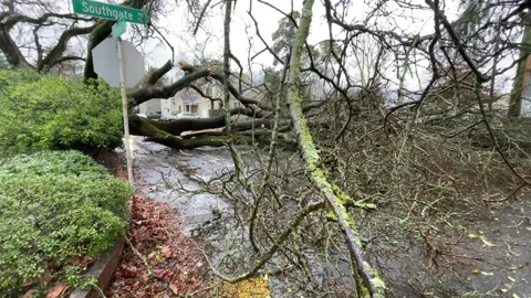 Sacramento Tree Fallen in Strom Damage Stock Footage 147404460