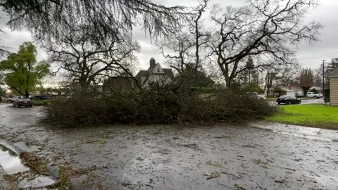 Sacramento Tree Fallen in Strom Damage Stock Footage 147404462