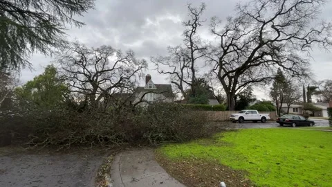 Sacramento Tree Fallen in Strom Damage Stock Footage 147404463
