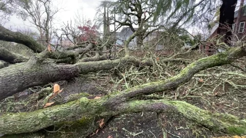 Sacramento Tree Fallen in Strom Damage Stock Footage 147404464