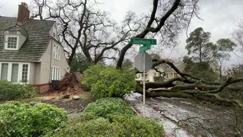 Sacramento Tree Fallen in Strom Damage Stock Footage 147404465