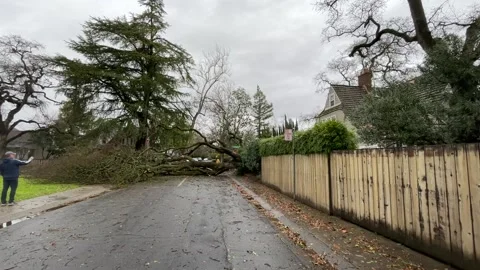 Sacramento Tree Fallen in Strom Damage Stock Footage 147404469