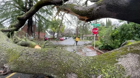 Sacramento Tree Fallen in Strom Damage Stock Footage 147404470