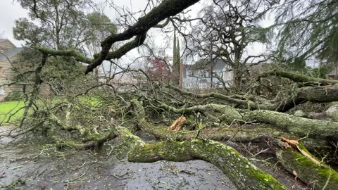 Sacramento Tree Fallen in Strom Damage Stock Footage 147404474