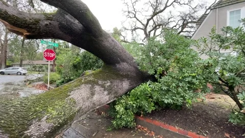 Sacramento Tree Fallen in Strom Damage Video stock 147404476