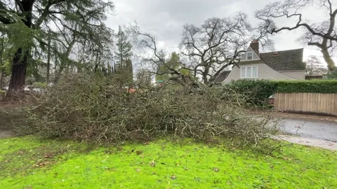 Sacramento Tree Fallen in Strom Damage Stock Footage 147404479