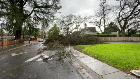 Sacramento Tree Fallen in Strom Damage Stock Footage 147404481