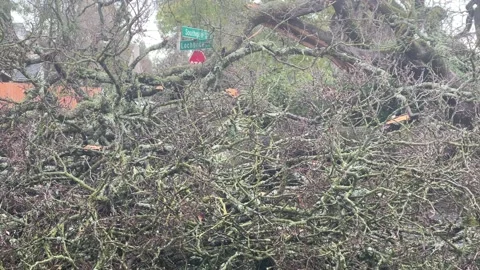 Sacramento Tree Fallen in Strom Damage Stock Footage 147404483