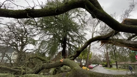 Sacramento Tree Fallen in Strom Damage Stock Footage 147404489