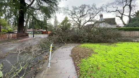 Sacramento Tree Fallen in Strom Damage Stock Footage 147404491