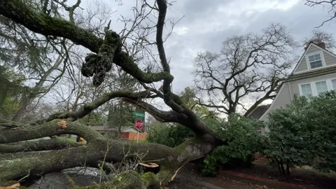 Sacramento Tree Fallen in Strom Damage Stock Footage 147404503
