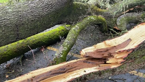 Sacramento Tree Fallen in Strom Damage Video stock 147404508
