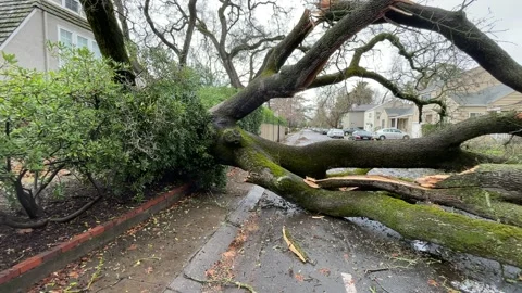 Sacramento Tree Fallen in Strom Damage Video stock 147404530