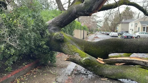 Sacramento Tree Fallen in Strom Damage Video stock 147404536