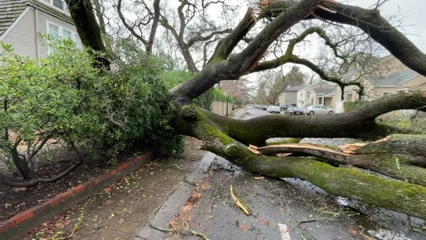 Sacramento Tree Fallen in Strom Damage Stock Footage 147404537