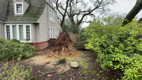 Sacramento Tree Fallen in Strom Damage Video stock 147404538