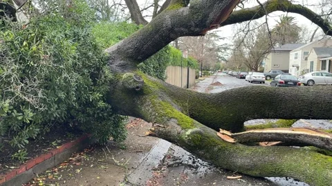 Sacramento Tree Fallen in Strom Damage Stock Footage 147404539
