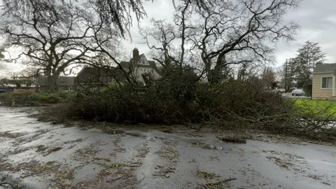 Sacramento Tree Fallen in Strom Damage Video stock 147404561
