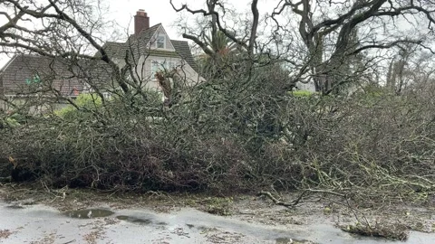 Sacramento Tree Fallen in Strom Damage Video stock 147404563