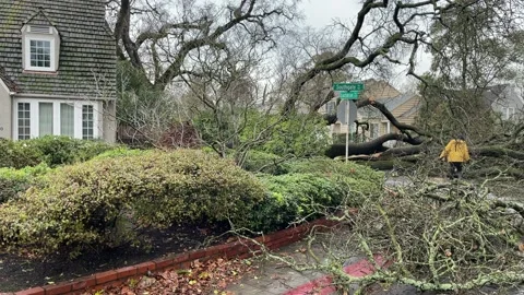 Sacramento Tree Fallen in Strom Damage Stock Footage 147404571