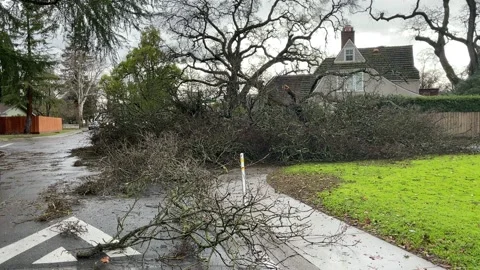 Sacramento Tree Fallen in Strom Damage Video stock 147404585