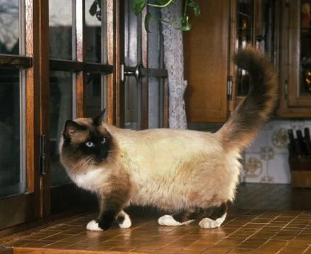 SACRE DE BIRMANIE Stock Photos