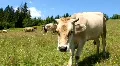 Sacred animals HD Footage