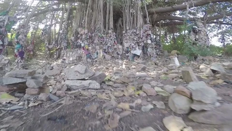 Sacred banyan tree in India, smooth tracking shot around stones Stock Footage 83469397