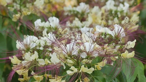 Sacred barnar flower shaking with wind Stock Footage 88100609